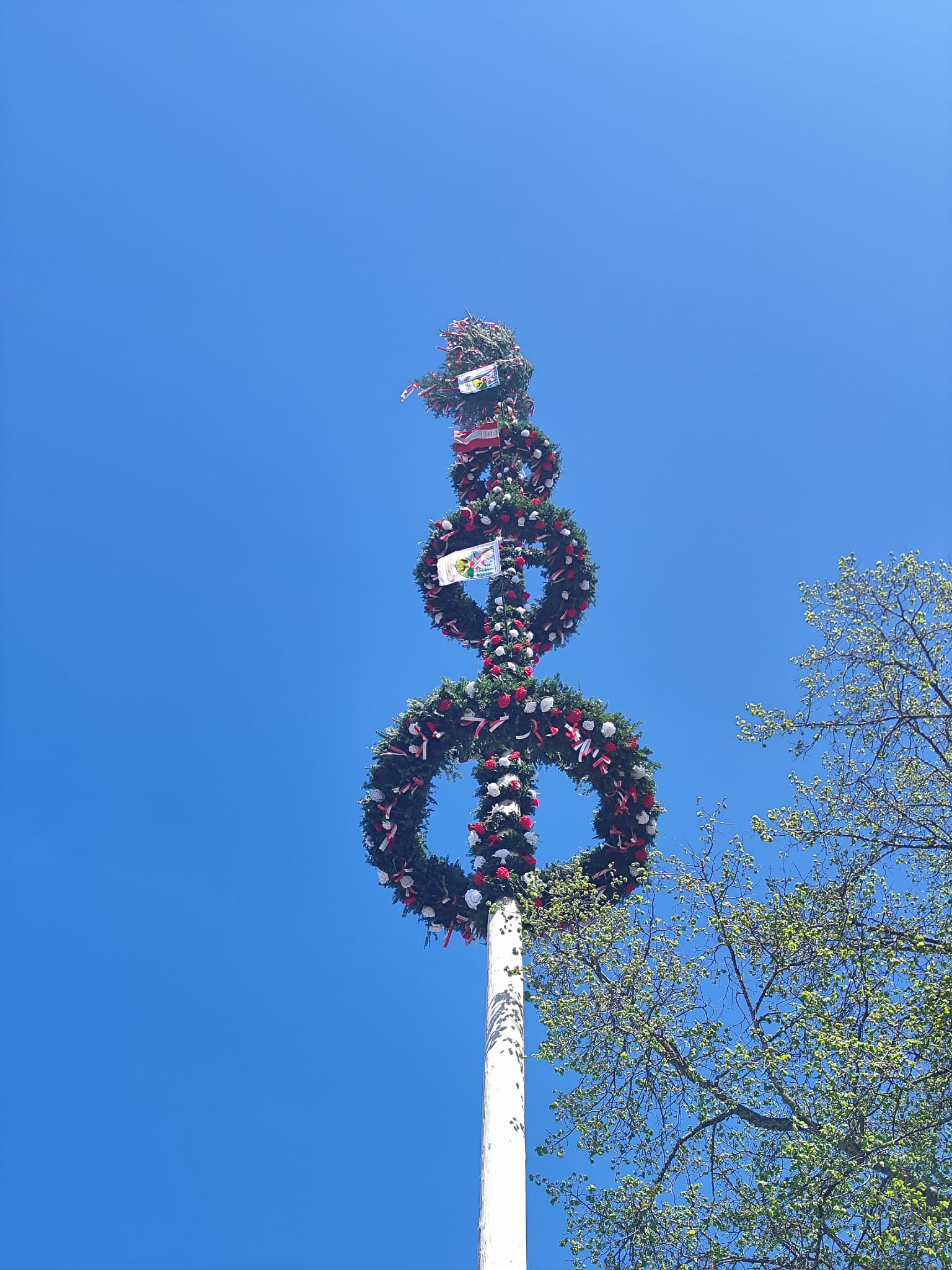 Maibaum 2026